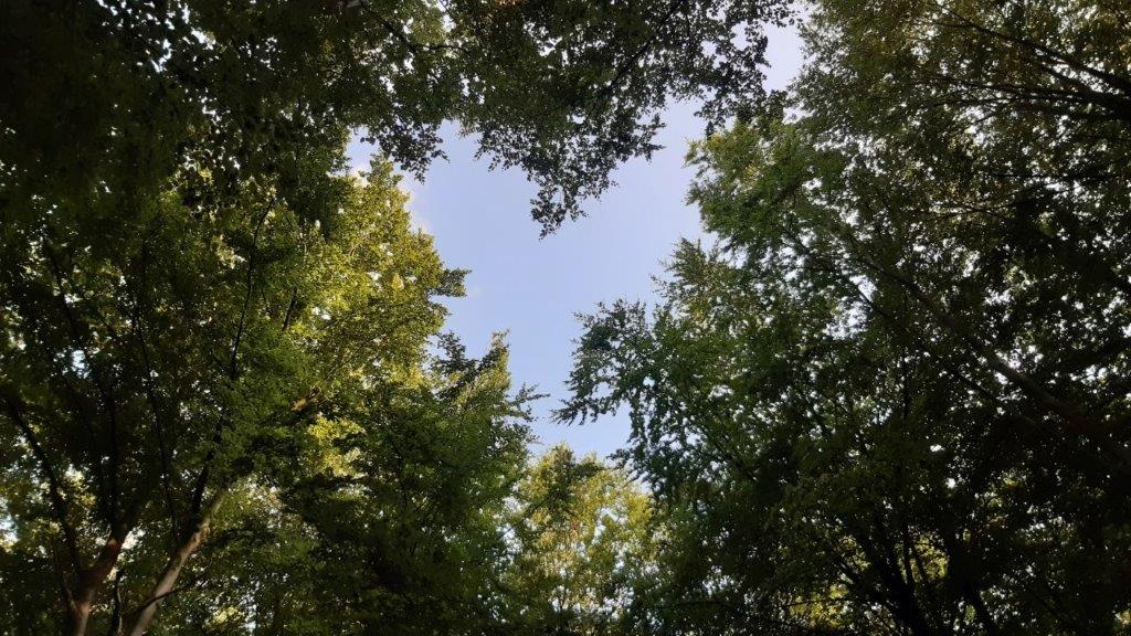 Waldbaden Herz quer